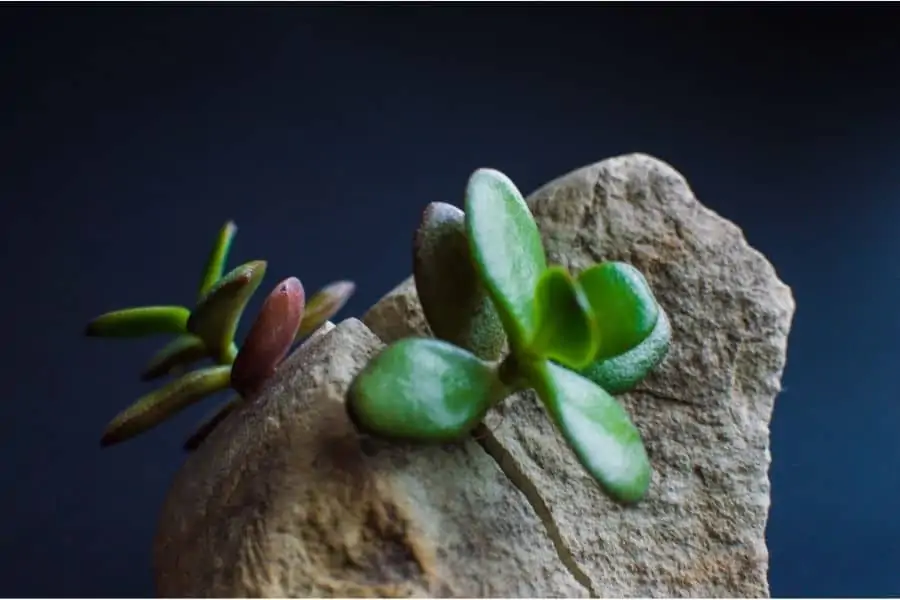 jade plant in rock 1
