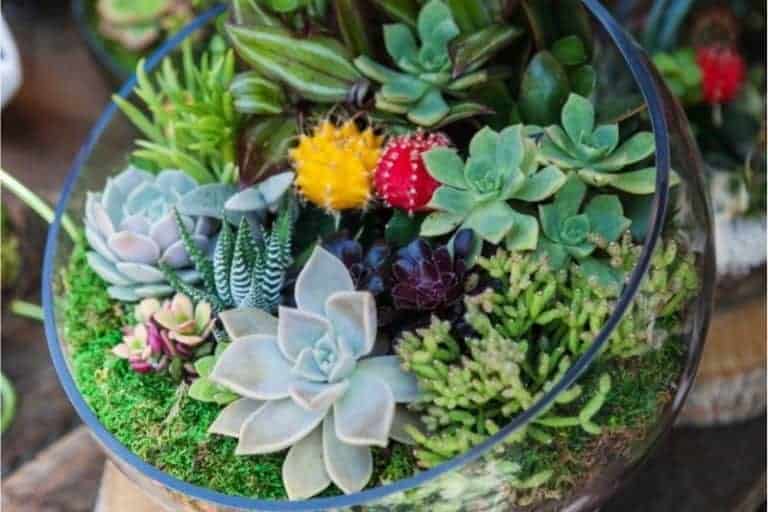 popularity of succulents