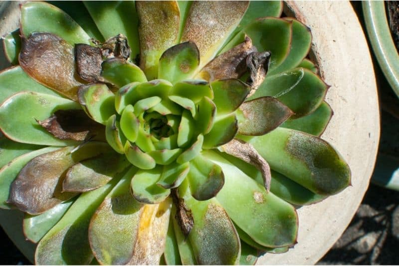 succulent leaves turning yellow