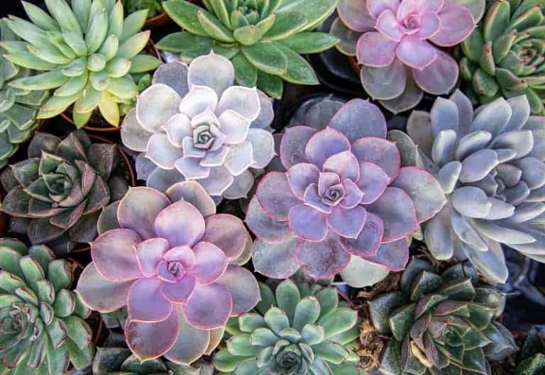 why have succulents become sopopular