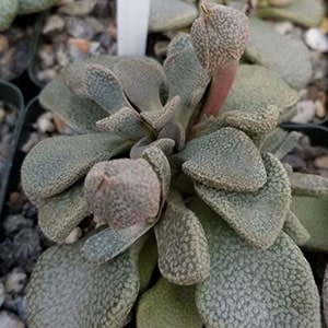 aloinopsis rosulatum planet desert