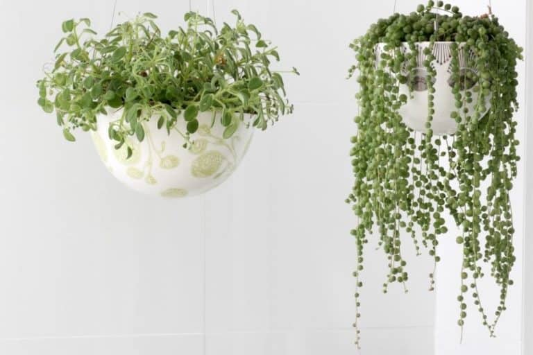 discover 23 stunning trailing and hanging succulent varieties