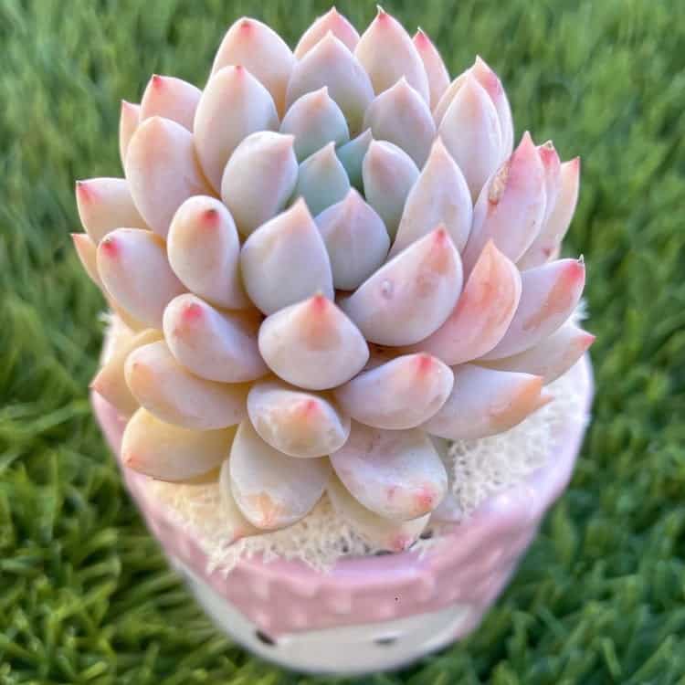 25 Rare Succulents Plants [With Pictures] | Succulent Alley