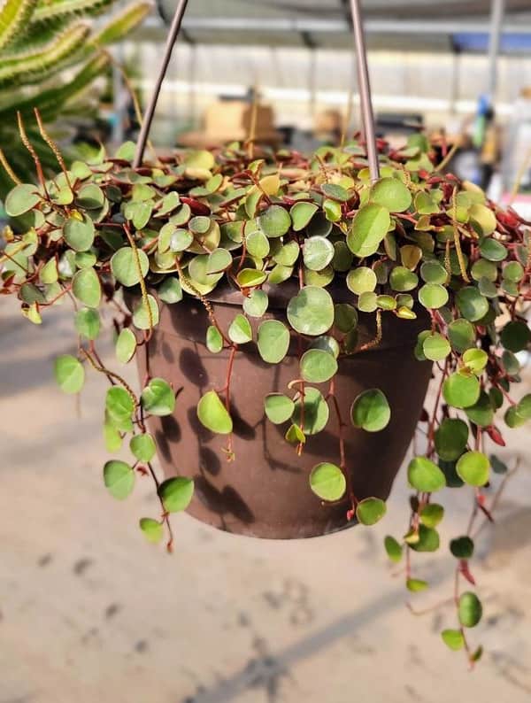 peperomia ruby cascade hanging succulent