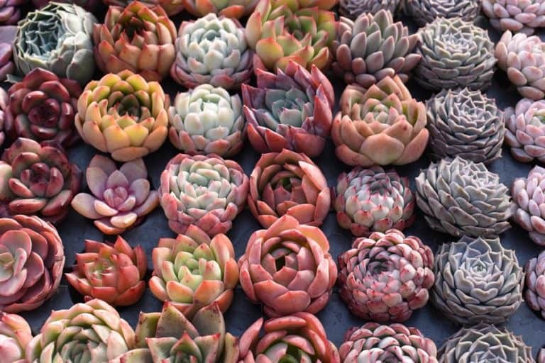 25 rare succulents names and pictures