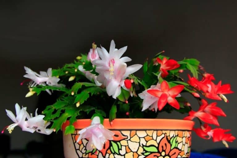 13 types of schlumbergera cacti [with pictures]