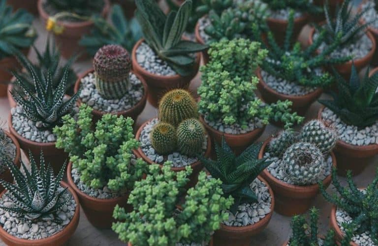 farming succulents for sustainable living to combat global warming