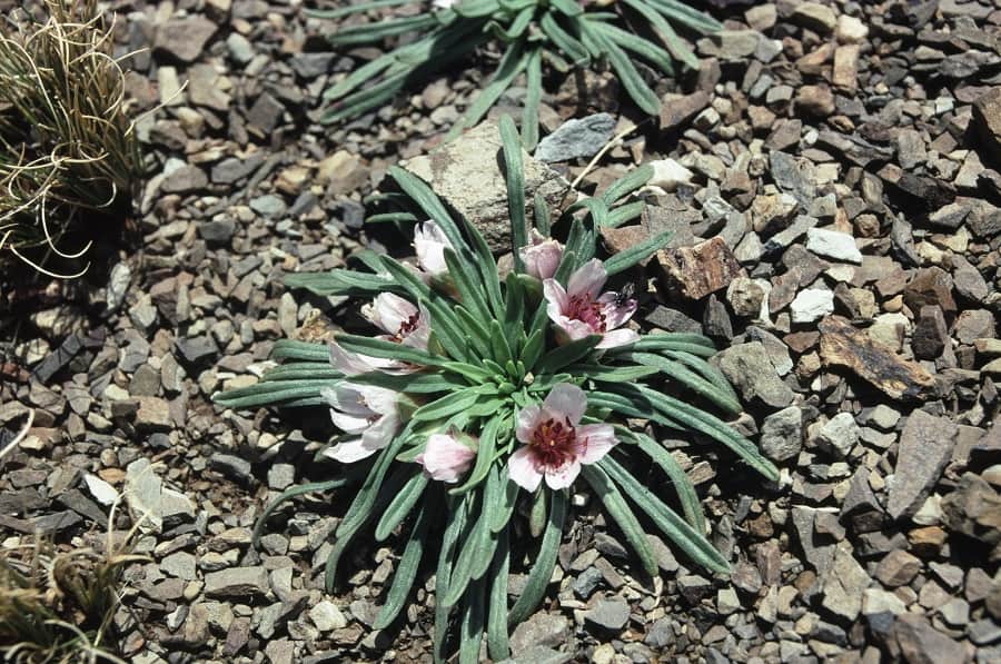 calandrinia acaulis