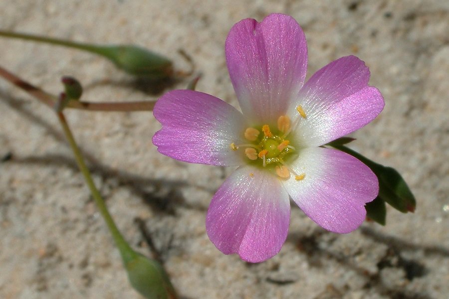 Calandrinia liniflora