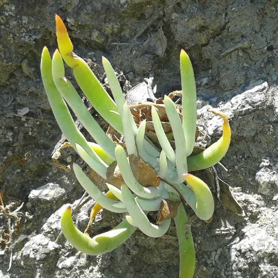 dudleya densiflora