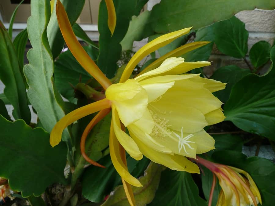 Epiphyllum Chichicastenango Crenatum Orchid Cactus Cutting – Fresh-Cut, Unrooted
