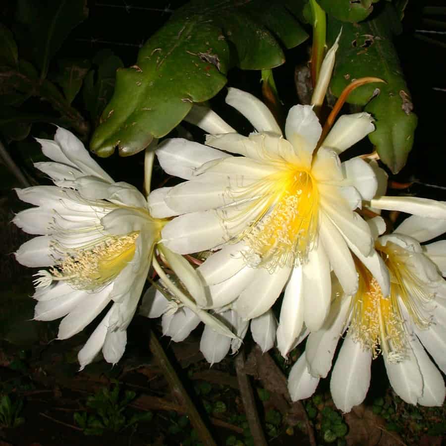 epiphyllum crenatum