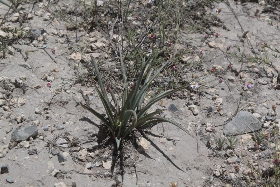 hesperaloe chiangii