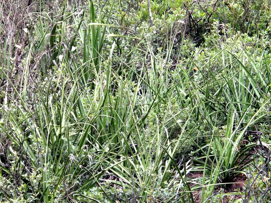 hesperaloe malacophylla