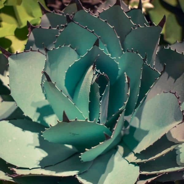 agave in the garden