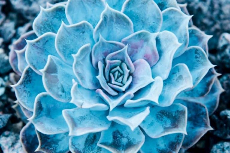 30 blue succulent stunners for your collection