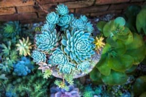 Succulent Gardening 101: A Guide to In-Ground Succulents | Succulent Alley