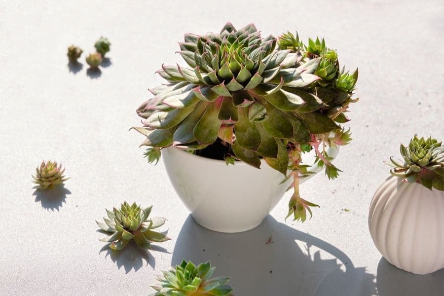 can you break off a succulent and replant