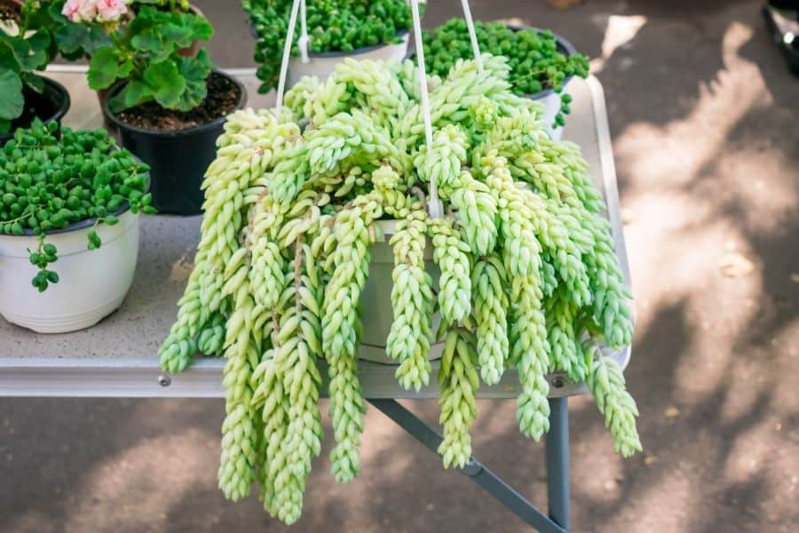 donkey tail succulent in hanging pot