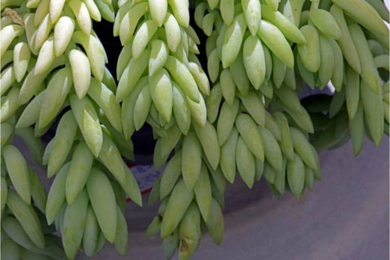 growing donkey tail succulents: a quick guide