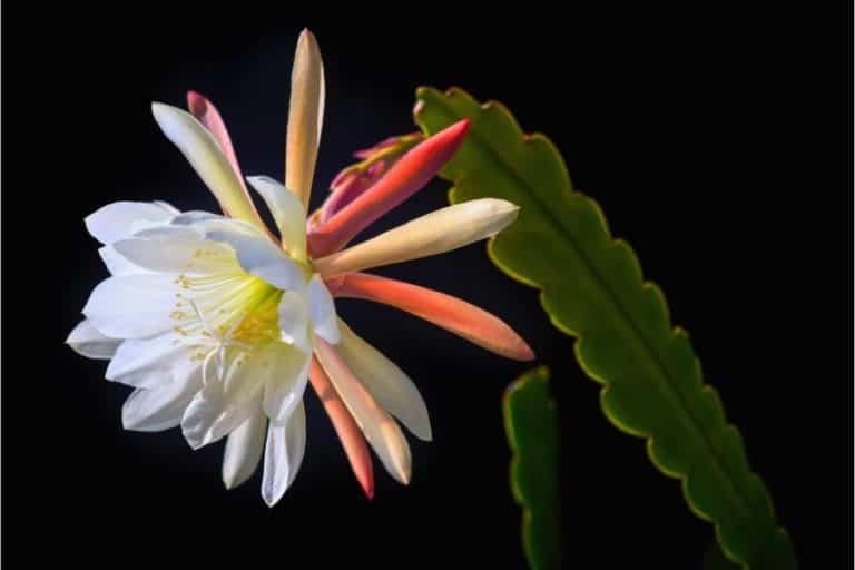 discover 12 gorgeous epiphyllum cacti species