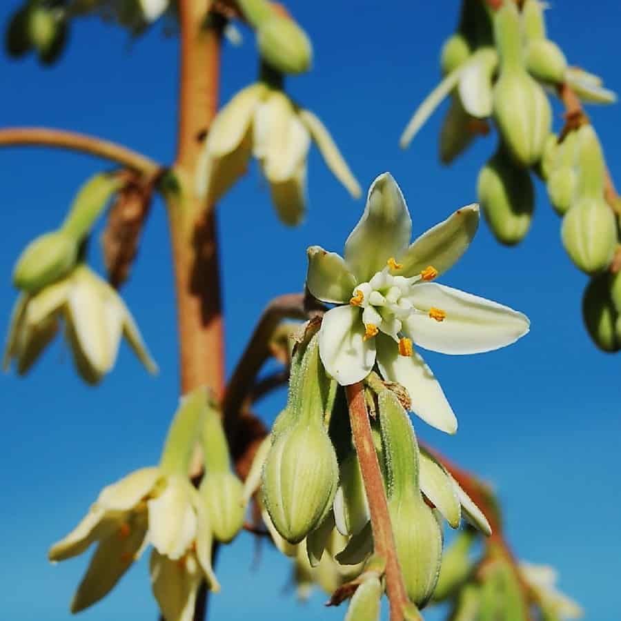 furcraea flowers