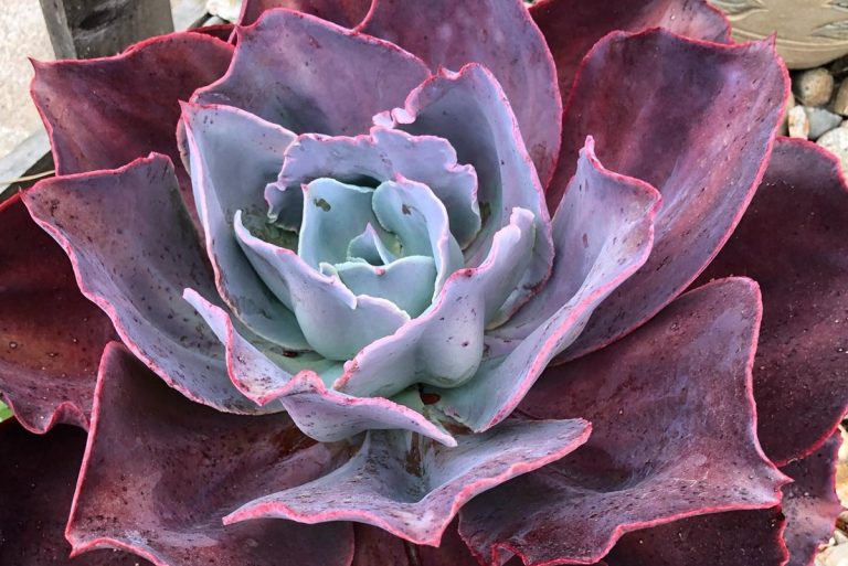 the truth about succulent sizes: how big do they grow?
