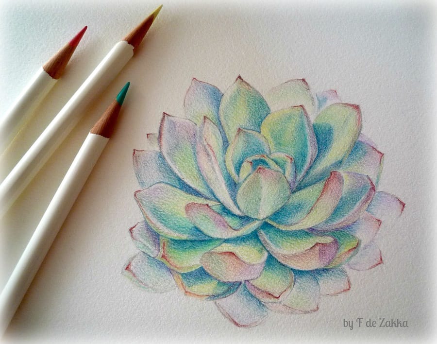 how do you draw a succulent with colored pencils