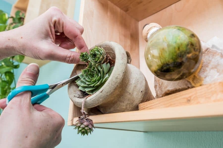 how to separate succulents 1