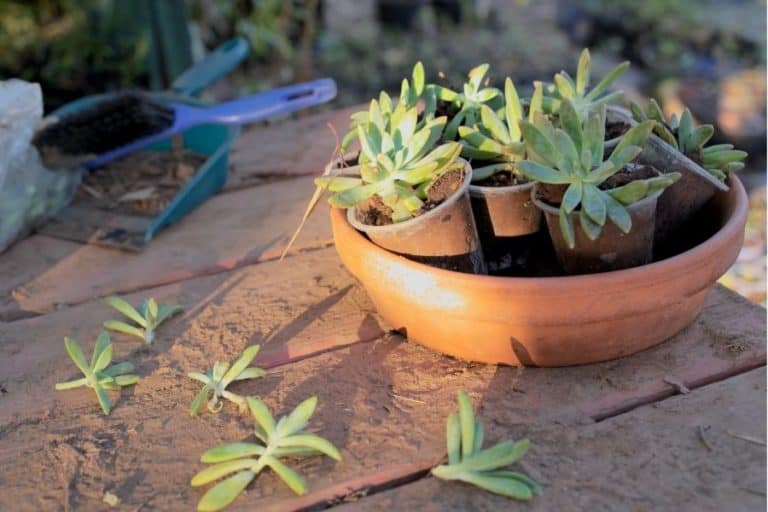 how to separate succulents