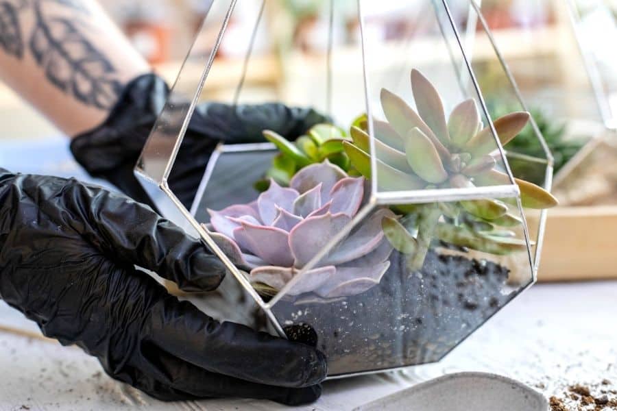 how to take care of your succulent in a glass container