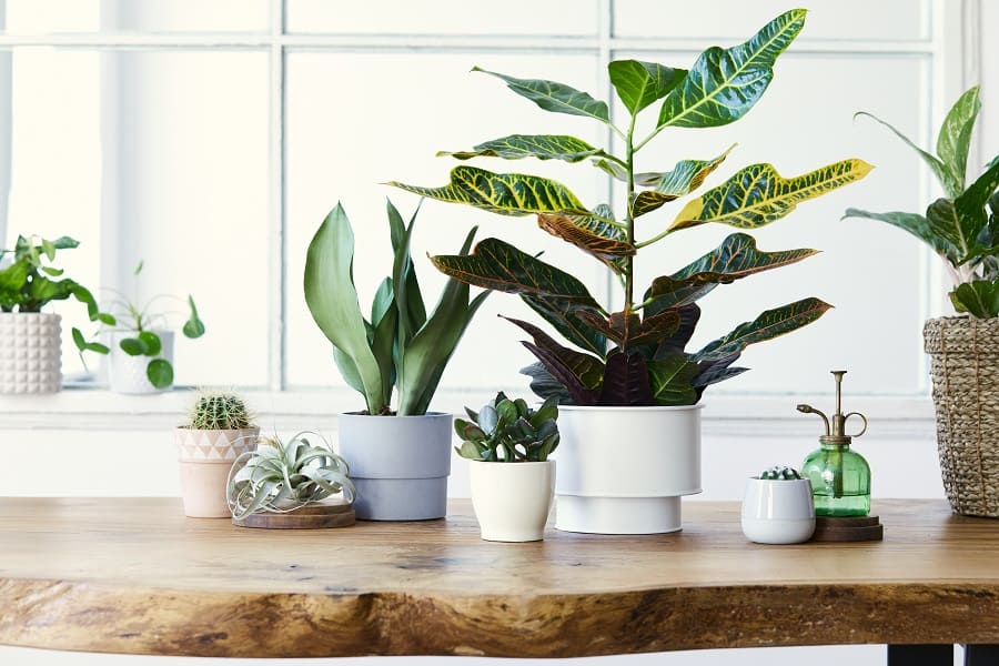 indoor plants air purifier 3