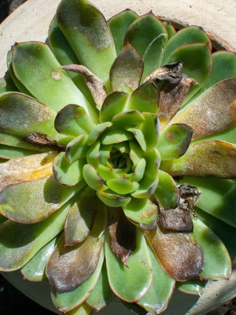 overwatered succulent with rot