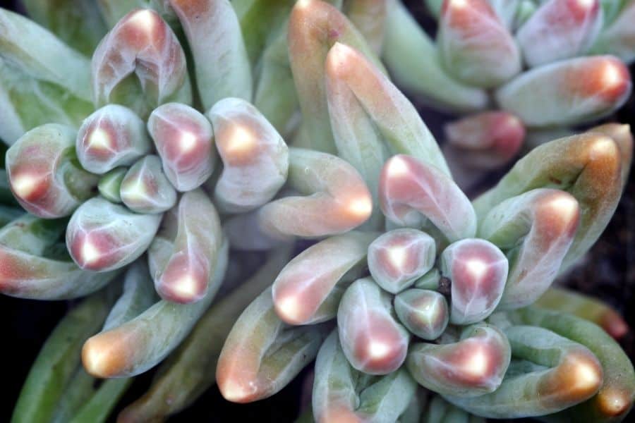 pachyphytum