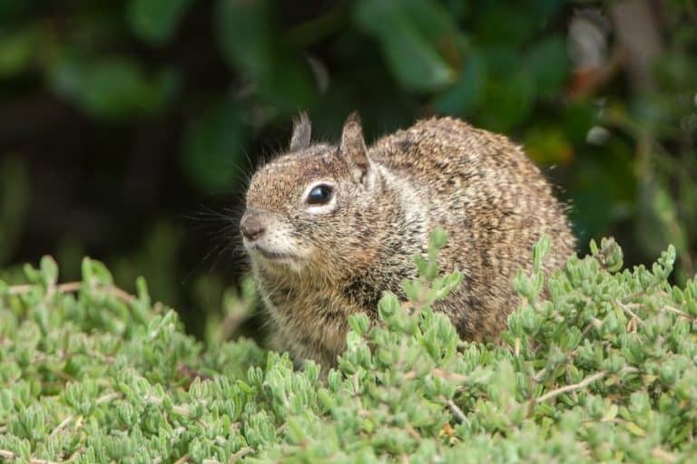 6 tips how to prevent squirrels from your succulent garden