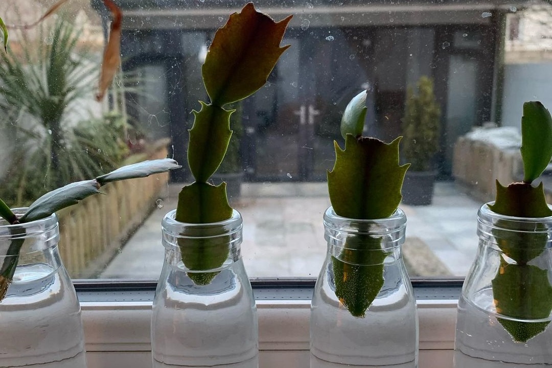 propagating christmas cactus in water