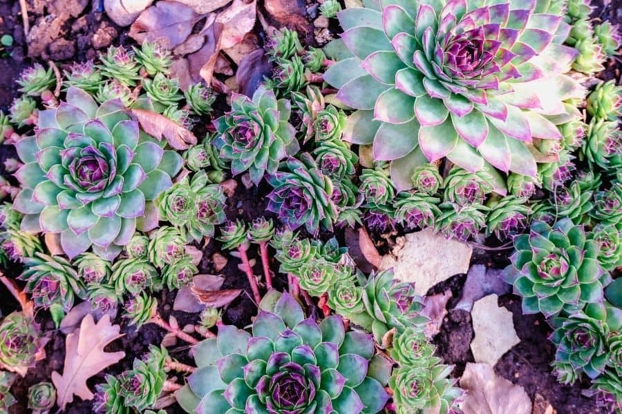 succulents in flower bed