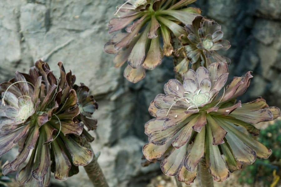 why are my succulents dying