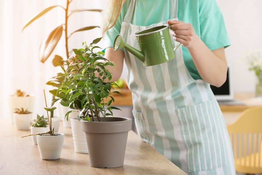 why not use soft water on plants