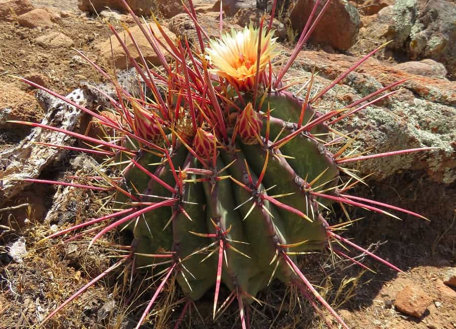 ferocactus emoryi ssp. rectispinus
