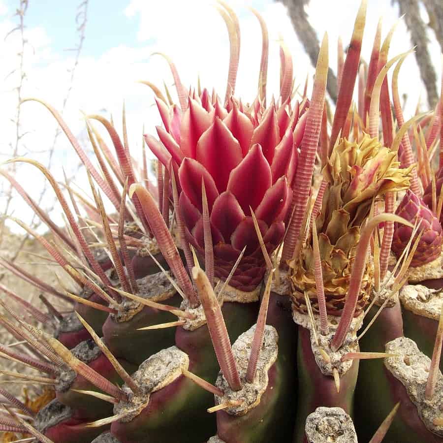 ferocactus peninsulae ssp. viscainensis