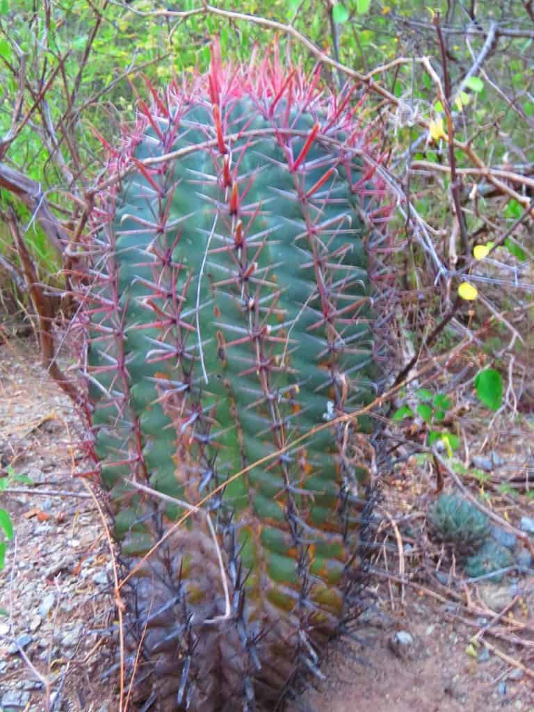 ferocactus recurvus ssp. spiralis
