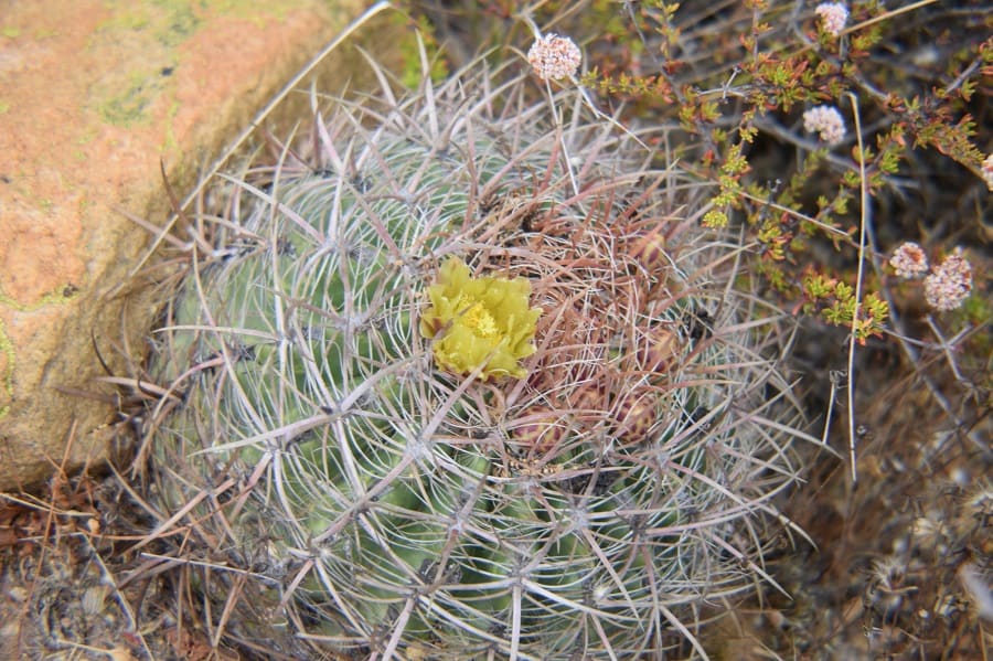 ferocactus viridescens ssp. littoralis