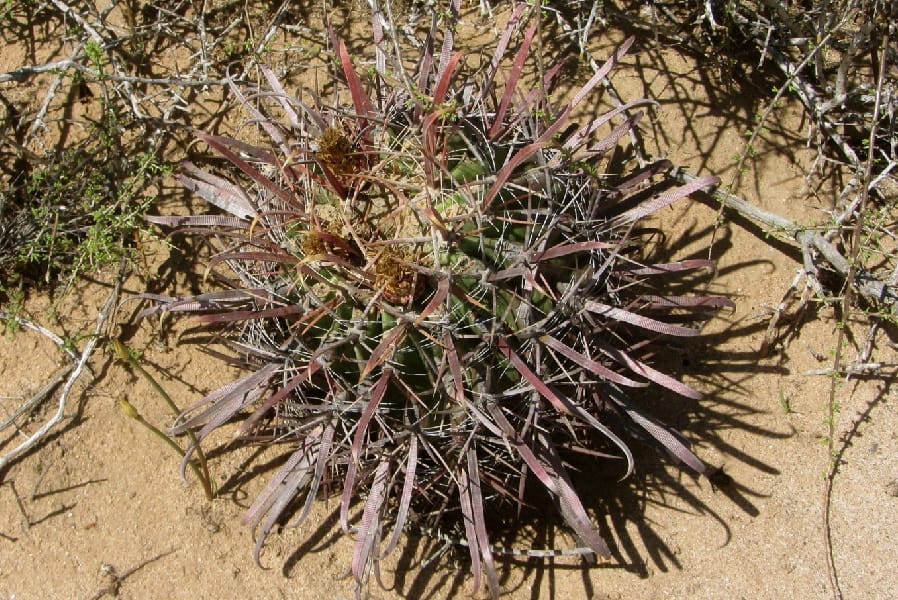 ferocactus viscainensis