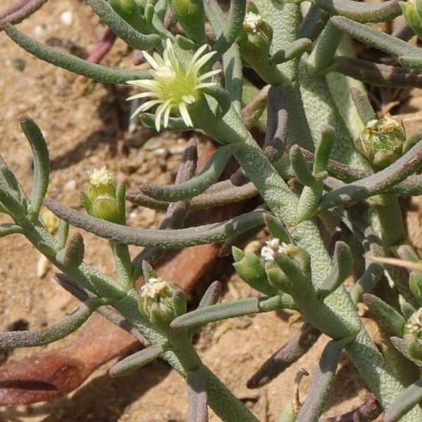 mesembryanthemum granulicaule