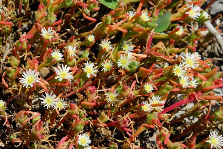 30 stunning succulent ground cover plants you need to see