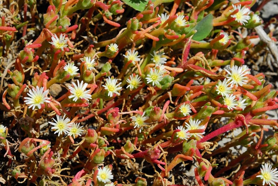 succulent ground cover plants