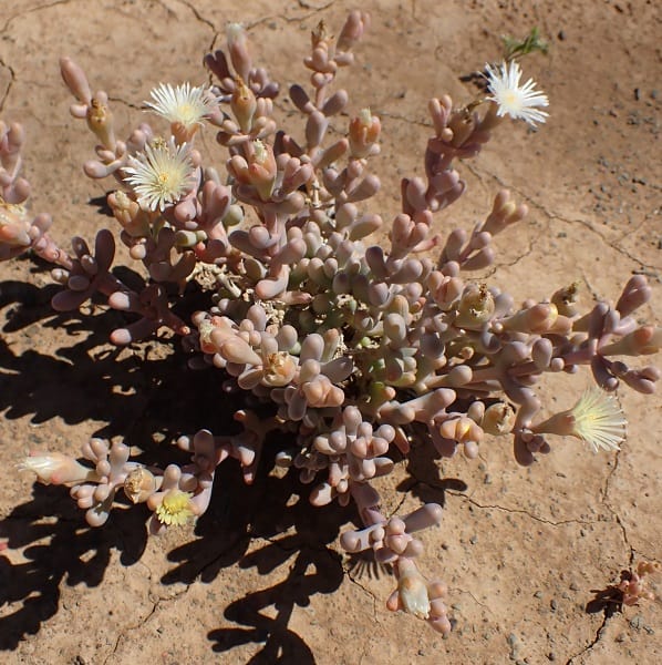 mesembryanthemum tetragonum