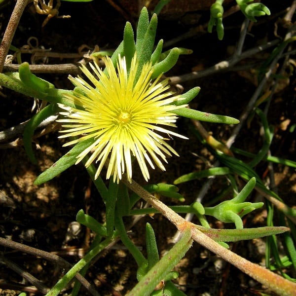 mesembryanthemum viridiflorum