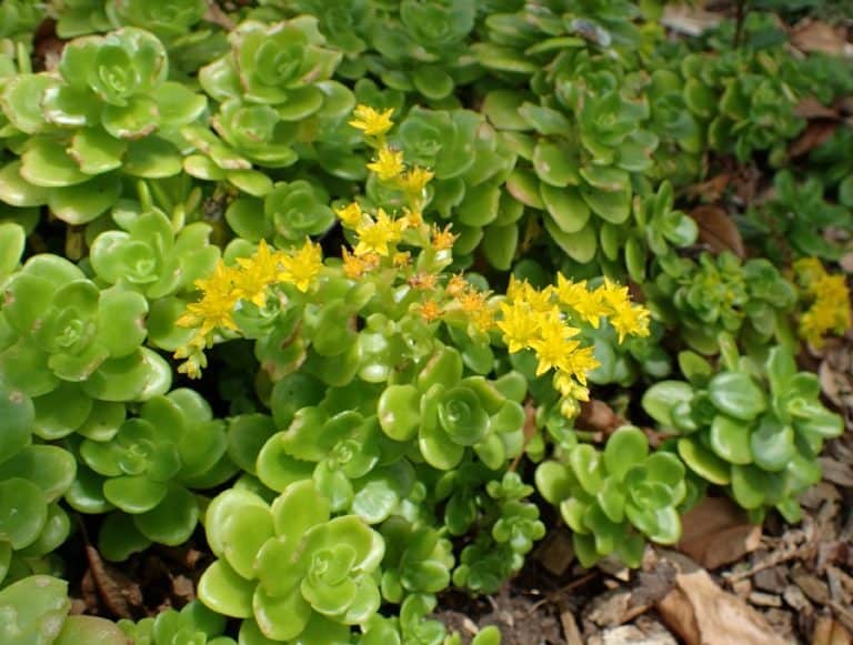 30 Stunning Succulent Ground Cover Plants You Need to See | Succulent Alley